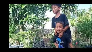 Mencari mainan dino di halaman rumah dan di sawah bersama kakak Egi dan adik Teguh ( Baboh )