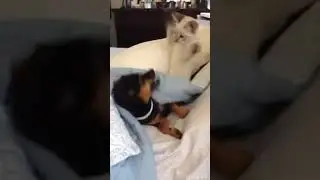 Котик VS Песик (Забава)