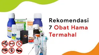 7 Obat Hama Termahal, Ampuh di Kantong Ampuh di Hama