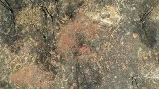 After the forest fire