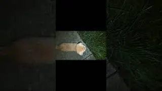 Cicáim Este  23.5. #cicak #cat #catlover #catvideos #shorts #shortvideo #youtube #night