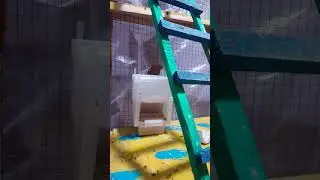 طيور البادجي طيور الحب وجبة جديدة والبيت الجديد #طيور #بادجي #بادجي# تربية_طيور