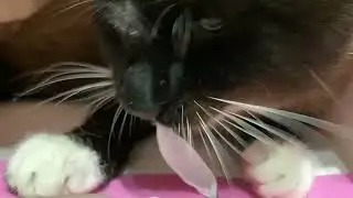 Подарочек.Наш котенок Гена. Наш любимый котик!