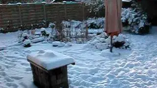 happy and pasha in snow