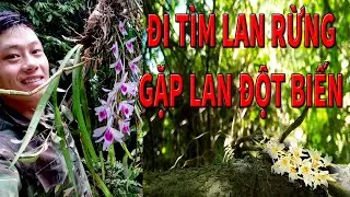 Đi Tìm Lan Rừng: Đột Xuất Gặp Lan Đột Biến