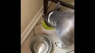 Dog Bowl