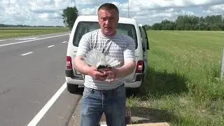 Красные белохвостые голуби ч  52