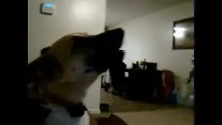 Aww, Apollo.