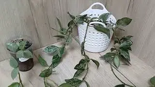 Hoyas🌿 February'25❄️Full overview of my collection☘️❤️☀️