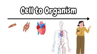 Levels of Organization in Biology