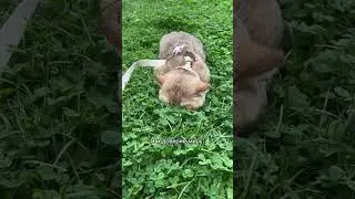 Доверие