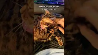 my cat anytime my lap is open to sit on 