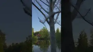 Worms completely covered tree with web