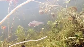 Underwater world of river Dnipro
