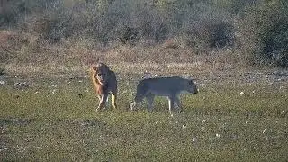 Lions Mating | Ranger Insights