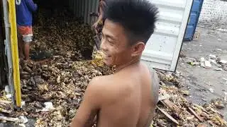 Vlog banana