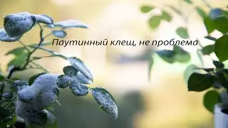 Паутинный клещ. Как избавиться быстро и эффективно!!