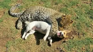 Cute baby Leopard and Puppy Best Friends