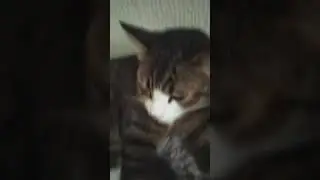 ещё один чипи чапа
