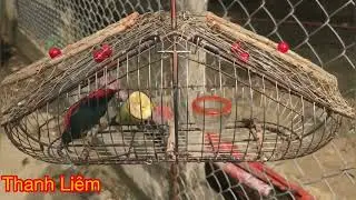 Tiếng chim ốc mít dùng để kích bổi