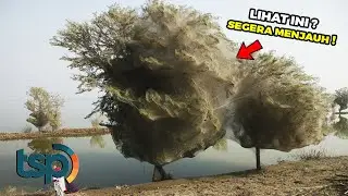 Jangan Coba-Coba Sentuh! Inilah Pohon-Pohon Paling Berbahaya bagi Manusia