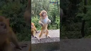 Monkey funny Expression 🐵 