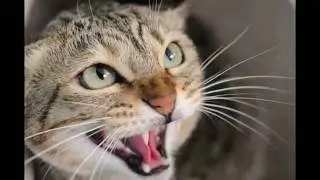 LOS GATOS NEGROS, LAS BRUJAS Y LA MALA SUERTE!  D: