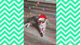 Новогоднее видео #shorts