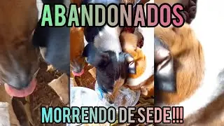 3 filhotes abandonados na estrada. Uma das realidades da roça que tem que se mostrada