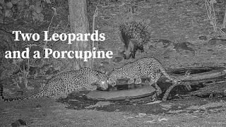 Two Leopards and a Porcupine| Panna Tiger Reserve | Close encounter