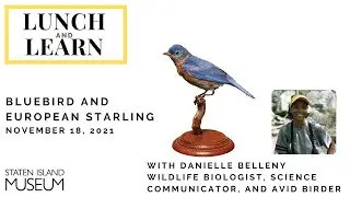 Lunch and Learn: Bluebird and European Starling
