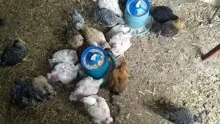 Чем кормить кур от рождения до месяца.