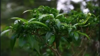 Canon 1500D Video Test at 6 PM low light