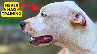 Working With a Dog That's Had NO Training (When You Adopt a New Dog)
