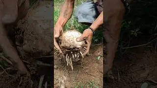 Baliktarin pag tanim #lakatanbanana #agriculture #banana