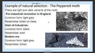 Biology - Evolution 3