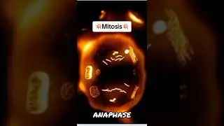 #shorts Best Animation to Study Mitosis