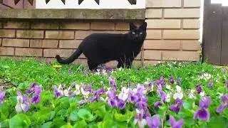 放轻松🎻🐱  慵懒的午后