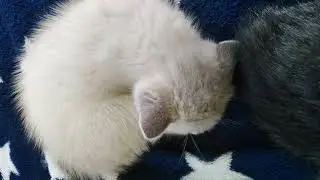 Моя банда растет😻😻😻🙏