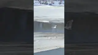 Лебеди прилетели, природа просыпается...