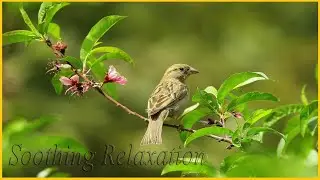 Relaxing Music with Nature Sounds