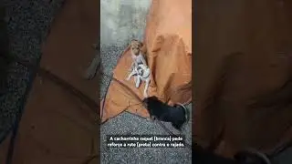 A CACHORRINHA BRANCA BRIGA COM SEU IRMÃO NA LONA #pets #cachorrada #cachorrinhas