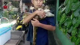 VIRAL!! NGAJARIN ANAK MANDIIN ULAR SAAT KANDANGNYA DIJEBOL