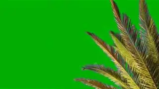 PALM TREE   green screen