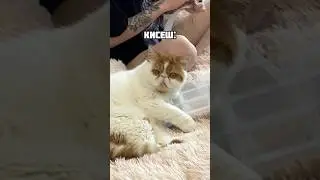 Сххахахахахаха