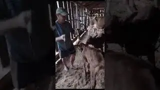 Até que enfim veio um boizinho