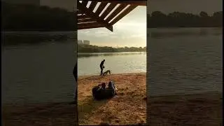Спортивный Метис Прима - фризби рассветное #sportmix #discdog  #dogtraining #frisbeedog