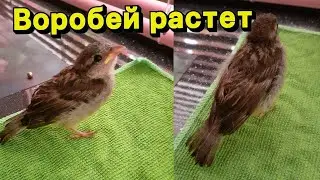 ПТЕНЕЦ ВОРОБЬЯ растет! Малыш становится пушистиком #спасениептенца