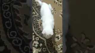 тигр нападает 🐅 2#