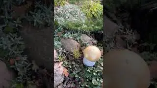 Малиния заняла своё место в парадной зоне